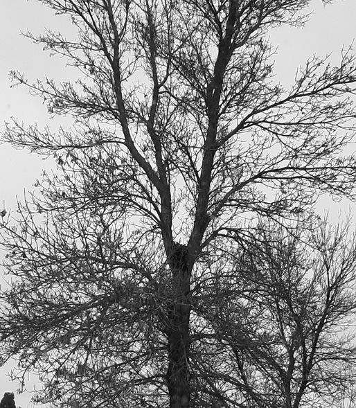 November Winter Tree