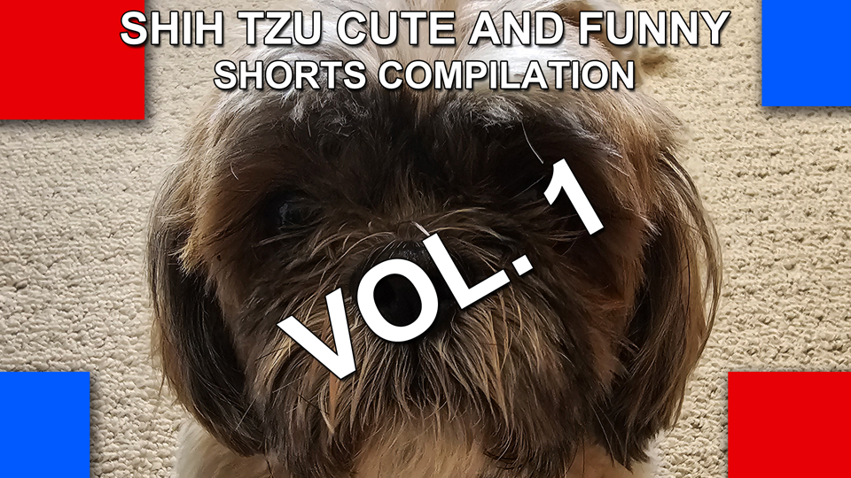 Shih Tzu Cute and Funny Shorts Compilation Vol 1 thumbnail
